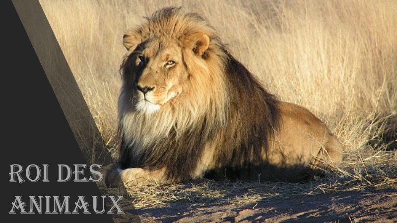 Le grandiose roi du règne animal !