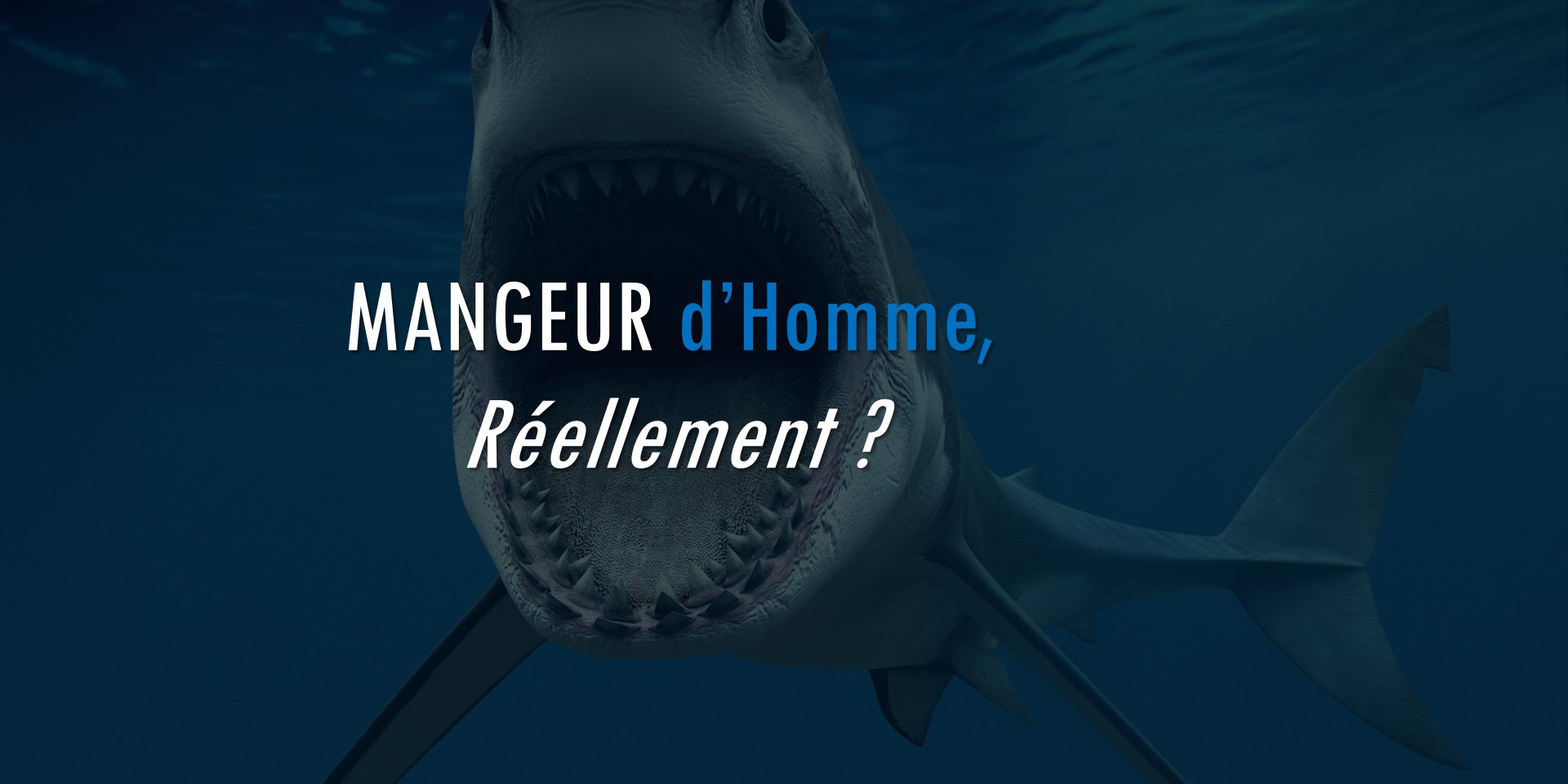 requins mini