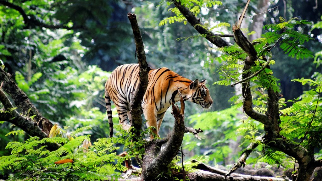 tigre bengal
