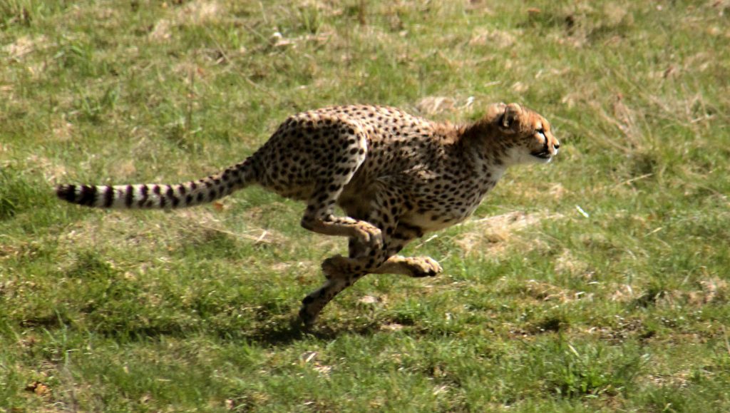 guépard en course