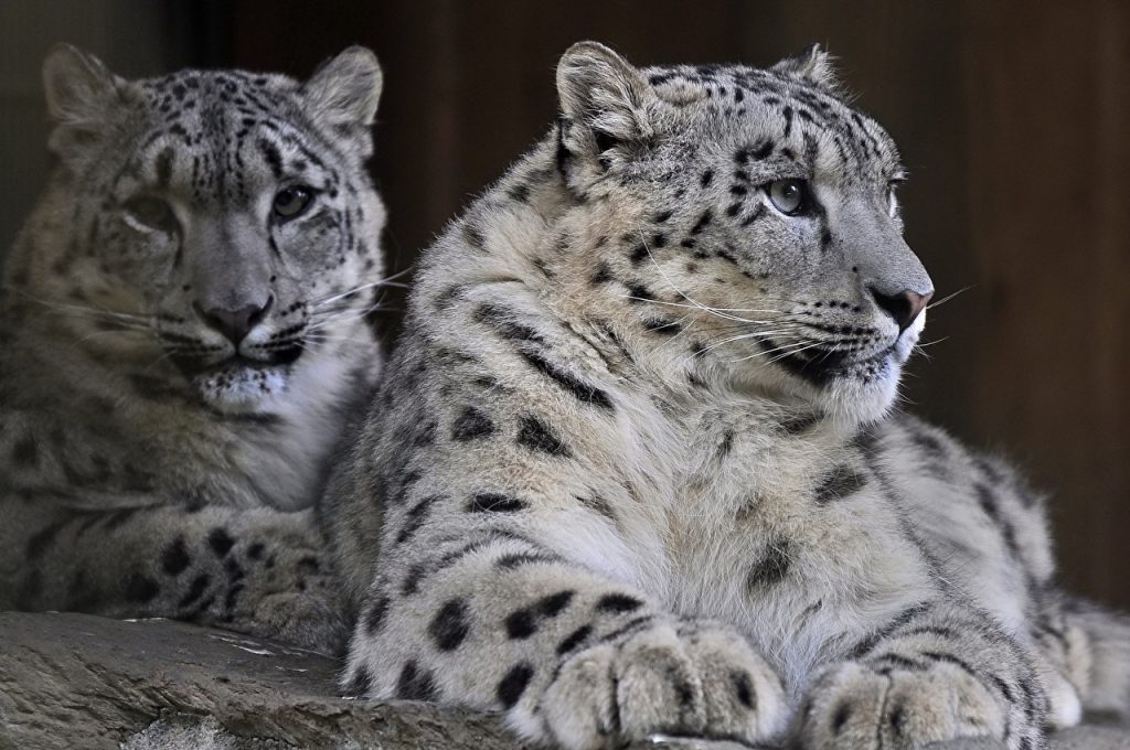 leopard-imposant