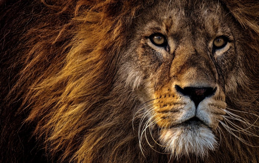 lion-crinière