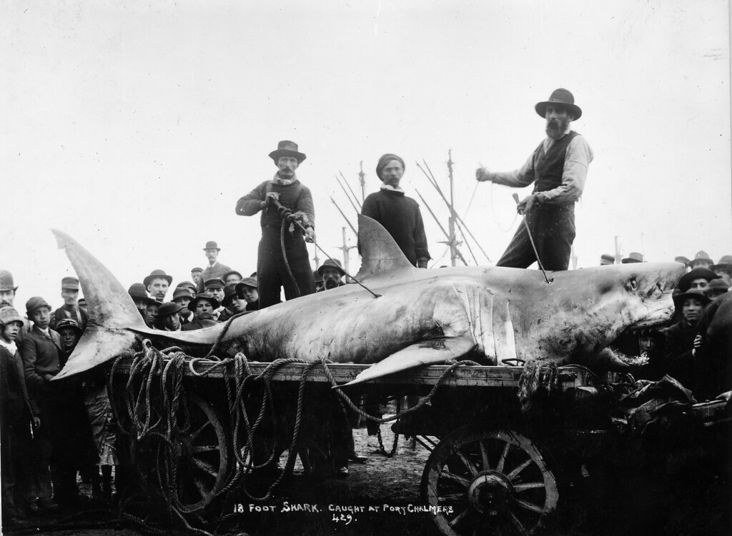requin-chassé