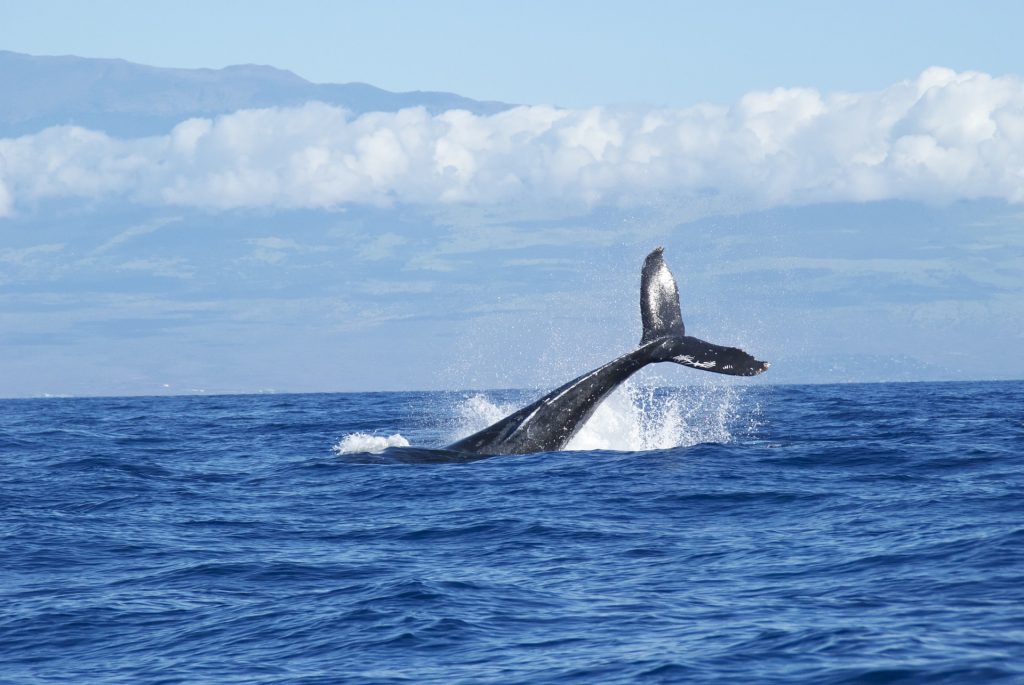 rorqual bleu