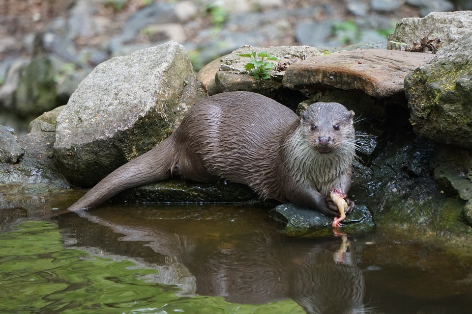 otter-mange